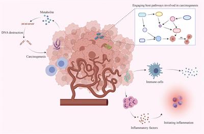 The effect of the intratumoral microbiome on tumor occurrence, progression, prognosis and treatment